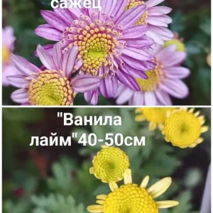 Предлагаю к продаже свои растения, корейские хризантемы.Осенние красавицы, своей красотой и цветными красками…
