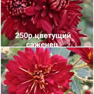 Предлагаю к продаже свои растения, корейские хризантемы.Осенние красавицы, своей красотой и цветными красками…