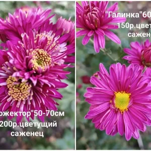 Предлагаю к продаже свои растения, корейские хризантемы.Осенние красавицы, своей красотой и цветными красками…