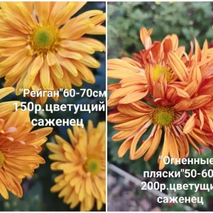 Предлагаю к продаже свои растения, корейские хризантемы.Осенние красавицы, своей красотой и цветными красками…