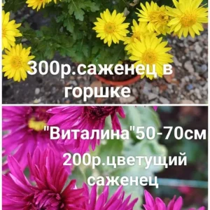 Предлагаю к продаже свои растения, корейские хризантемы.Осенние красавицы, своей красотой и цветными красками…
