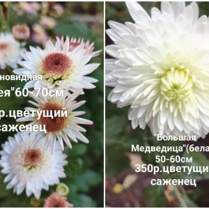 Предлагаю к продаже свои растения, корейские хризантемы.Осенние красавицы, своей красотой и цветными красками…
