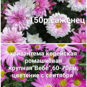 Предлагаю к продаже свои растения, корейские хризантемы.Осенние красавицы, своей красотой и цветными красками…