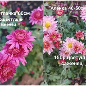 Предлагаю к продаже свои растения, корейские хризантемы.Осенние красавицы, своей красотой и цветными красками…