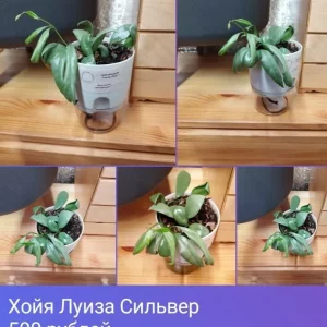 Продам излишки от своих комнатных растений. САМОВЫВОЗ. Донецк, Ленинский район, пересечение  улиц Одесская и М…
