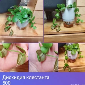 Продам излишки от своих комнатных растений. САМОВЫВОЗ. Донецк, Ленинский район, пересечение  улиц Одесская и М…