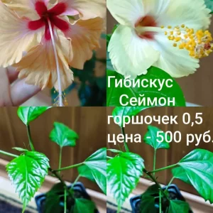 Объявление от 09.10.2026 19:55