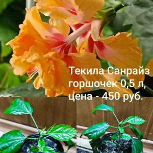 Объявление от 09.10.2026 19:55