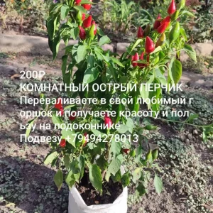 В продаже комнатные перчики и зимняя груша