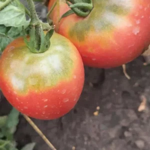 Продам салатный розовый и сладкий, а так же купорочный красный помидор. Цена 1 кг. 150 рублей. Макеевка, район…
