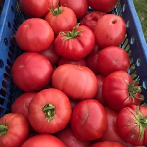 Продам домашние помидоры 🍅