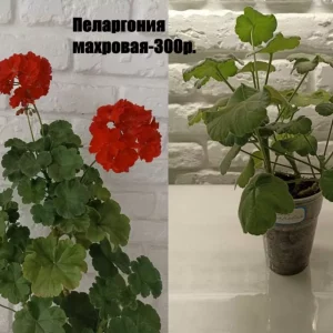 Продаю свои домашние растения. Названия и цены на фото. Все вопросы по тел.:+7(949)525-40-42