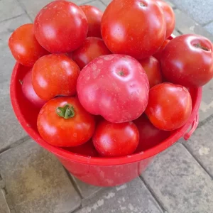 Продам очень вкусные домашние помидоры,сахарные ,мясистые. 150руб.за кг.Донецк Кировский р-н.Могу подвезти в К…