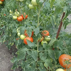 Домашние помидоры по 150 р. Красные и розовые. Пролетарский район +79493851319.