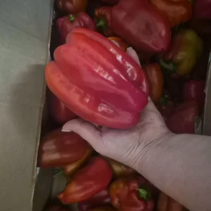 Продам домашнии помидоры и перец по 150 руб за кг. Буденновский рон. Тел 9493681032