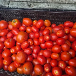 Продам домашнии помидоры и перец по 150 руб за кг. Буденновский рон. Тел 9493681032