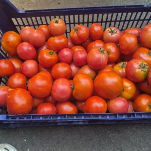Продам домашнии помидоры и перец по 150 руб за кг. Буденновский рон. Тел 9493681032