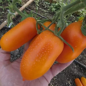 🍅 Сегодня большой сбор томатов!