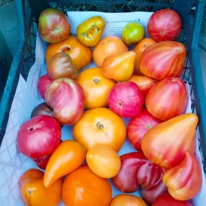 Продам сортовые помидоры из коллекционных семян.