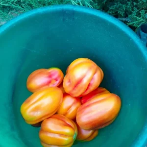 Продам сортовые помидоры из коллекционных семян.