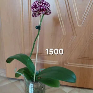 Донецк, Петровский район. Доставка обговаривается. Передам по ДНР.