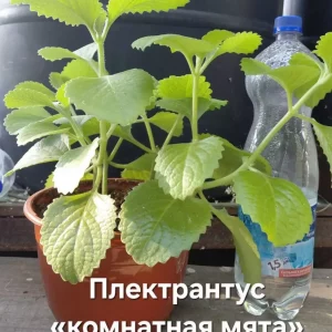 Донецк, Петровский район. Доставка обговаривается. Передам по ДНР.