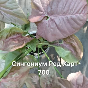 Донецк, Петровский район. Доставка обговаривается. Передам по ДНР.