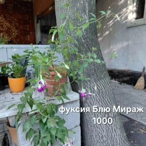 Донецк, Петровский район. Доставка обговаривается. Передам по ДНР.