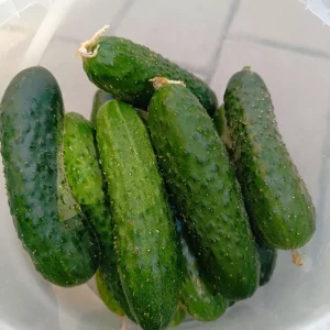 Продам домашние, сладкие огурцы.
