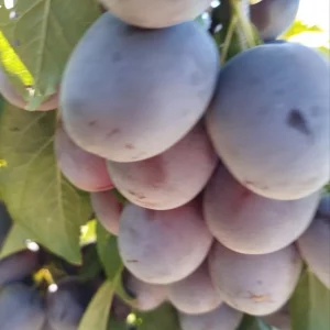 Здравствуйте. Предлагаю к продаже сливу вкусная ,сладкая, но не крупная ,ещё висит на дереве. По 50руб за кило…