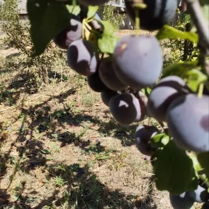 Здравствуйте. Предлагаю к продаже сливу вкусная ,сладкая, но не крупная ,ещё висит на дереве. По 50руб за кило…