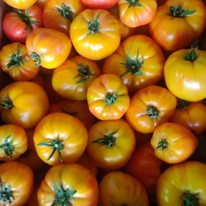 продам помидор.  розовый 120р/кг, Мадрид 180/кг, Блэк Магма 180р/кг.  с.Доля +79497041552 Павел