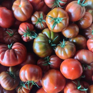 продам помидор.  розовый 120р/кг, Мадрид 180/кг, Блэк Магма 180р/кг.  с.Доля +79497041552 Павел