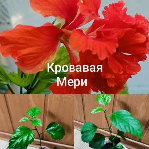 Объявление от 27.08.2026 15:31