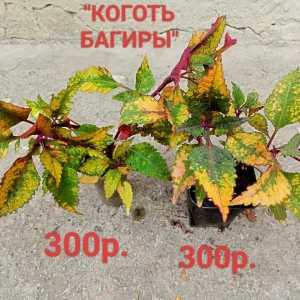 Предлагаю к продаже свои комнатные растения. Сортовые колеусы прекрасные и красочные,и совсем не прихотливые.…