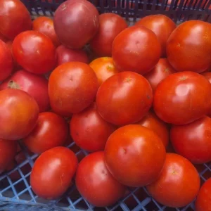 Продам деревенские помидорки . Спелые и вкусные идеальные для консервации 120 р кг. Буденновский рон. Тел. 949…