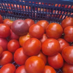 Продам деревенские помидорки . Спелые и вкусные идеальные для консервации 120 р кг. Буденновский рон. Тел. 949…