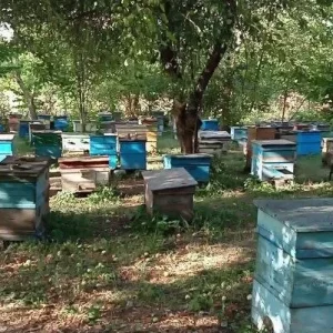 Продаю настоящий мëд. Разнотравье+донник 2026 год, 1000 рублей литр. Подсолнечный- 600 рублей литр.Любые прове…