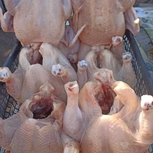 🐔 БРОЙЛЕР ДОМАШНИЙ 🐓