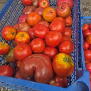 Продам деревенские помидорки. На консервацию и покушать крупные. Цена 150 руб кг. Буденновский рон. Тел 949 36…