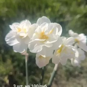 Продам излишки луковиц гиацинтов белый и розовый, нарциссов и тюльпанов цена указана на фото забирать только в…