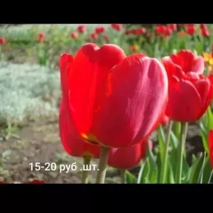 Продам излишки луковиц гиацинтов белый и розовый, нарциссов и тюльпанов цена указана на фото забирать только в…