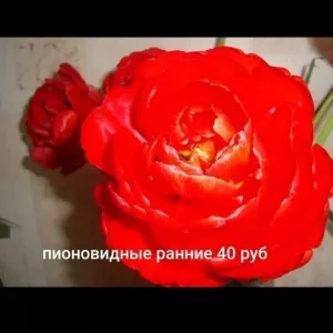 Продам излишки луковиц гиацинтов белый и розовый, нарциссов и тюльпанов цена указана на фото забирать только в…