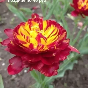 Продам излишки луковиц гиацинтов белый и розовый, нарциссов и тюльпанов цена указана на фото забирать только в…