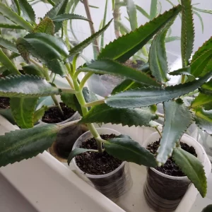 Продам🌟 каланхоэ лечебный Дегремона незаменимый помощник — в лечении насморка у деток и взрослых, — ранозаживл…