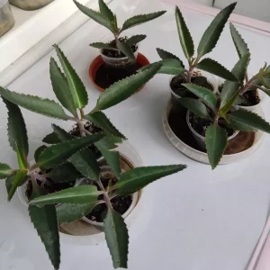 Продам🌟 каланхоэ лечебный Дегремона незаменимый помощник — в лечении насморка у деток и взрослых, — ранозаживл…