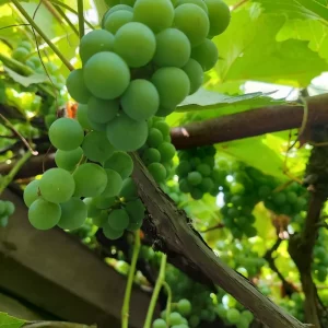 Продам виноград винный в кол-ве +/- 100 кг, цена 60 руб/кг. Калининский район, Покровский храм.