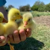 photo_2026-04-20_21-42-46